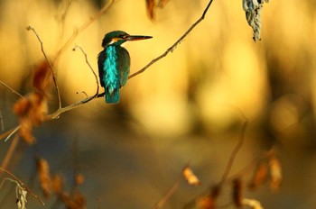 Common Kingfisher Nogawa Unknown Date