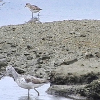 トウネン 大阪南港野鳥園 2022年8月20日(土)