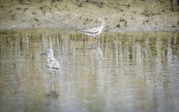 キアシシギ 大阪南港野鳥園 2022年8月20日(土)