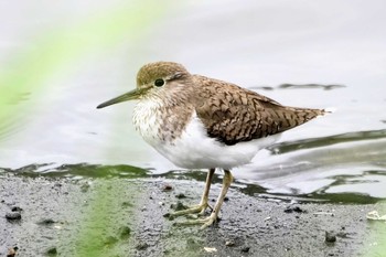 2022年8月21日(日) 東京港野鳥公園の野鳥観察記録