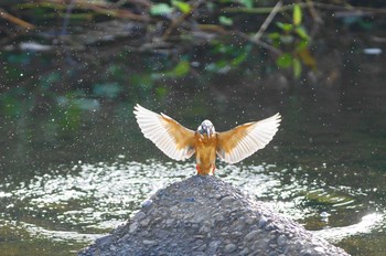 Common Kingfisher Nogawa Unknown Date