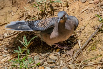 Oriental Turtle Dove 金ヶ崎公園(明石市) Fri, 8/5/2022