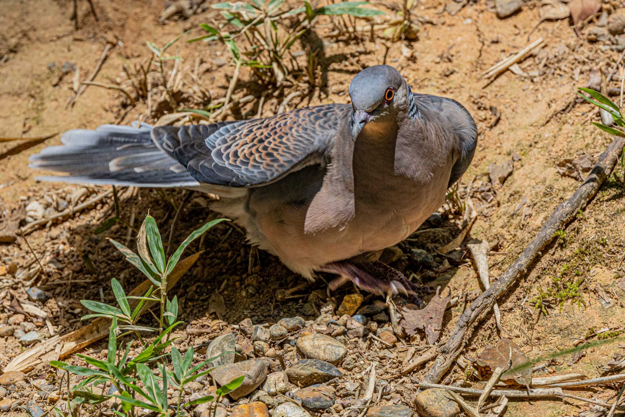 Photo of Oriental Turtle Dove at 金ヶ崎公園(明石市) by ときのたまお