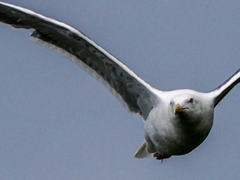 2022年8月20日(土) 発寒川緑地(札幌市西区)の野鳥観察記録