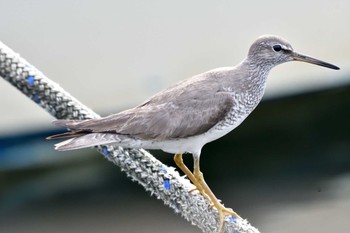 2022年8月21日(日) 野島公園の野鳥観察記録