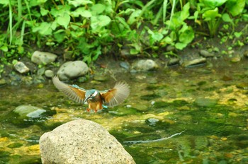 Common Kingfisher Nogawa Unknown Date