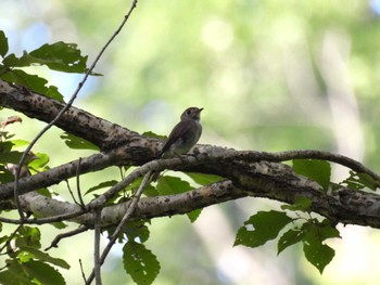 Asian Brown Flycatcher 太白山自然観察の森 Sun, 7/31/2022
