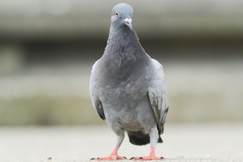 Rock Dove 多摩川調布堰 Sun, 8/21/2022