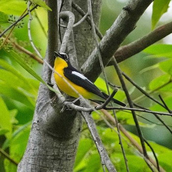 2022年8月22日(月) Khao Mai Keao Reservation Parkの野鳥観察記録