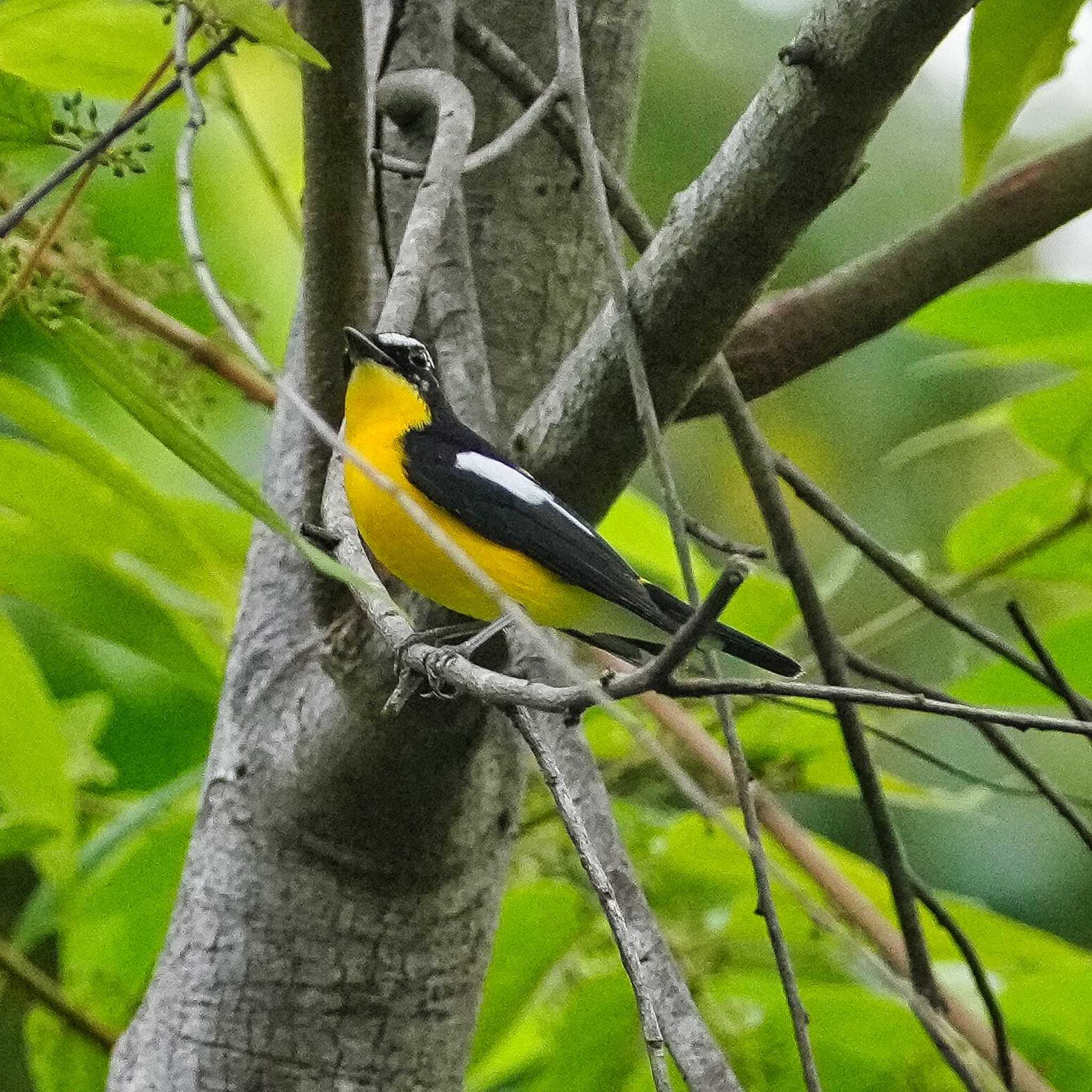 Khao Mai Keao Reservation Park マミジロキビタキの写真