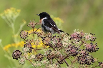 Amur Stonechat 八島湿原(八島ヶ原湿原) Mon, 8/15/2022