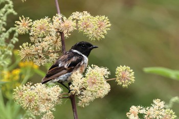 Amur Stonechat 八島湿原(八島ヶ原湿原) Mon, 8/15/2022