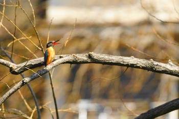 カワセミ 野川 撮影日未設定