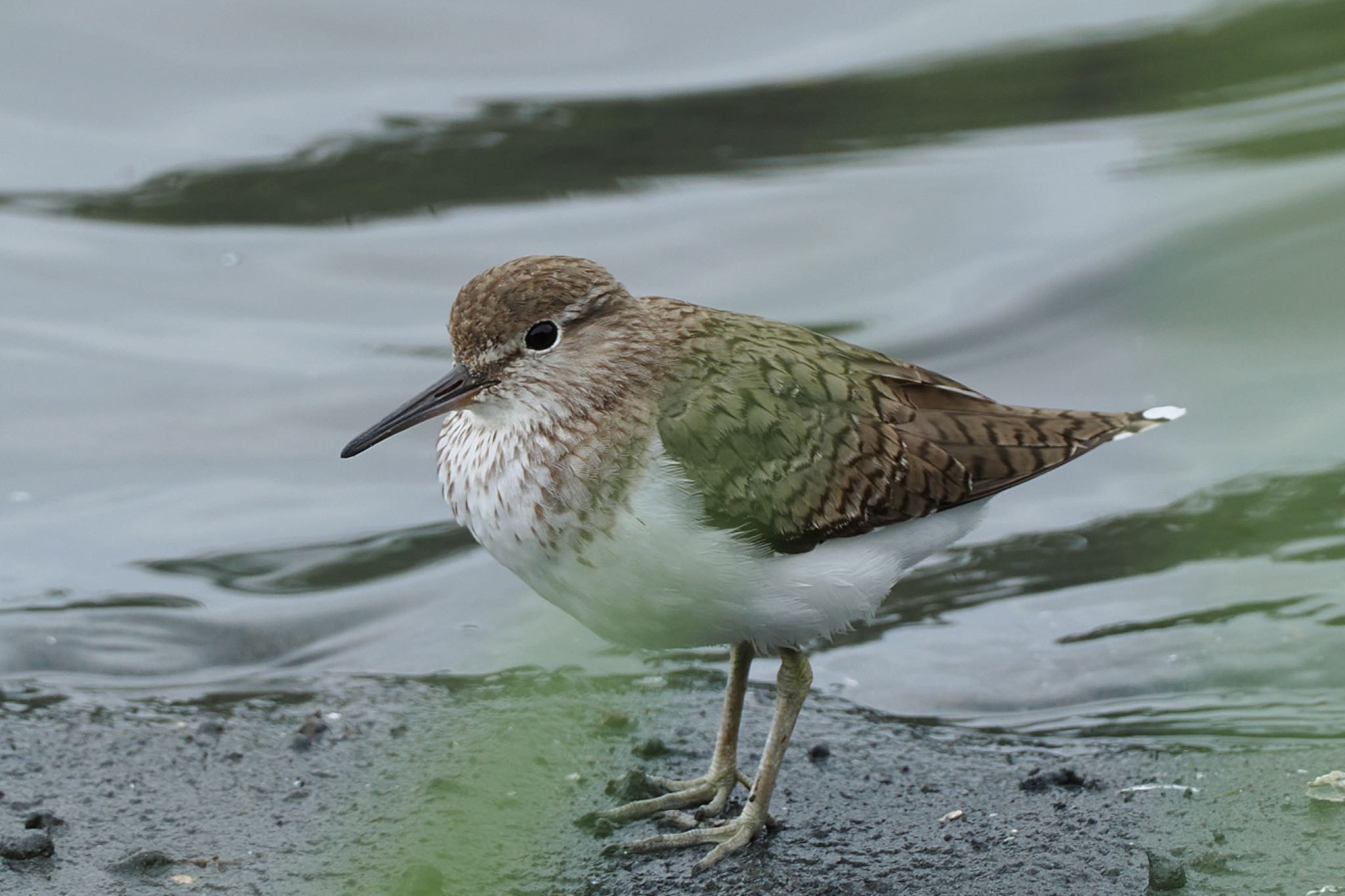 東京港野鳥公園 イソシギの写真 by アポちん