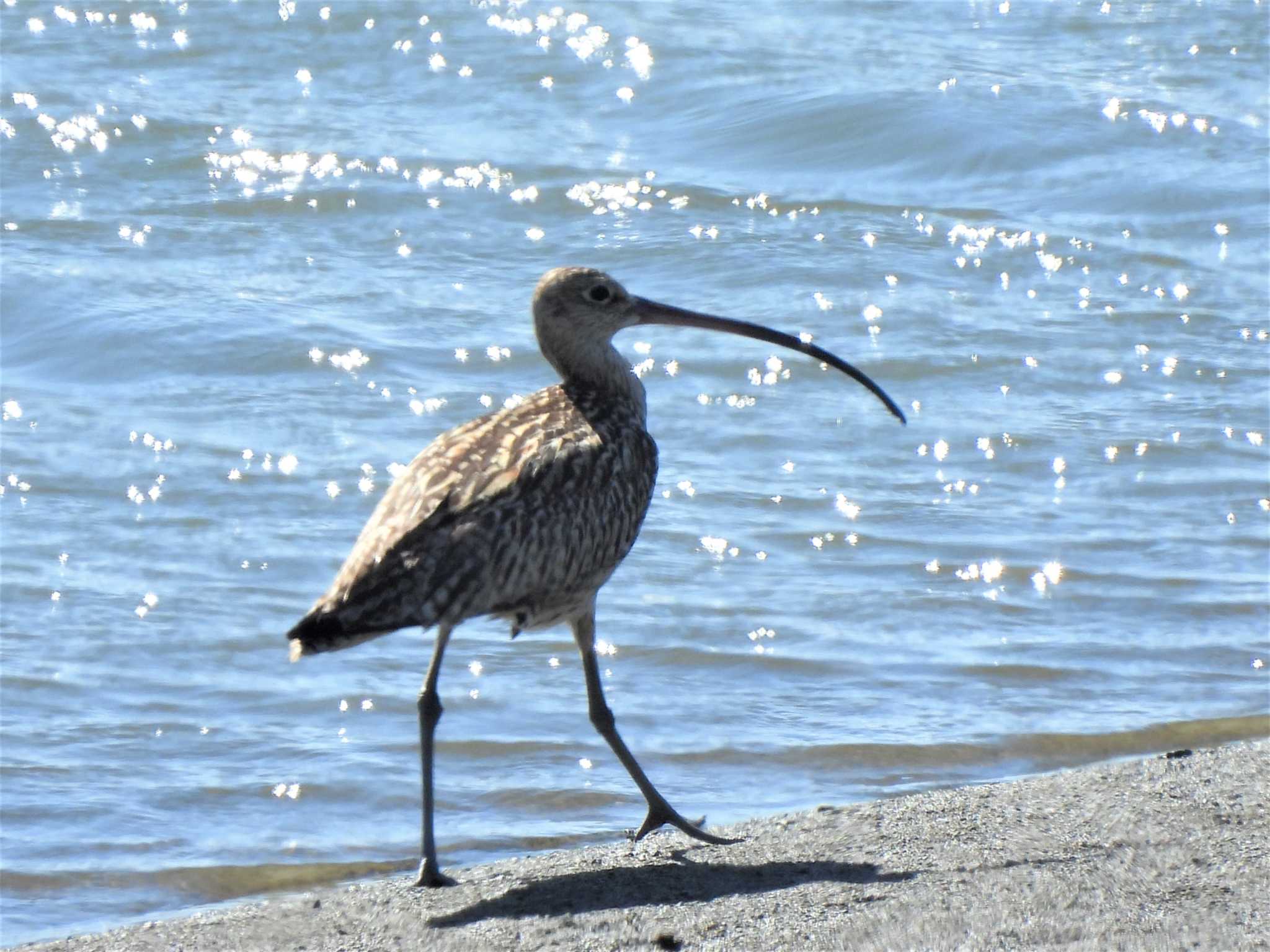 平塚市花水川河口 ホウロクシギの写真