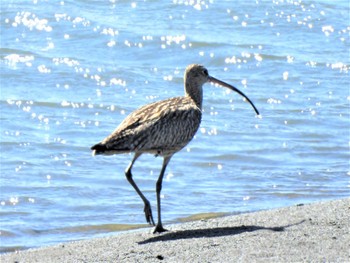 ホウロクシギ 平塚市花水川河口 2022年8月10日(水)