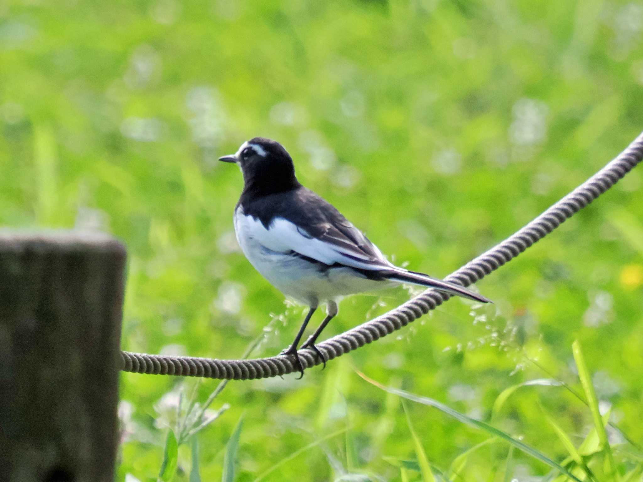 Photo of White-browed Wagtail at 上高津貝塚ふるさと歴史の広場 by 藤原奏冥