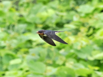 Barn Swallow 菅生沼 Sun, 8/21/2022