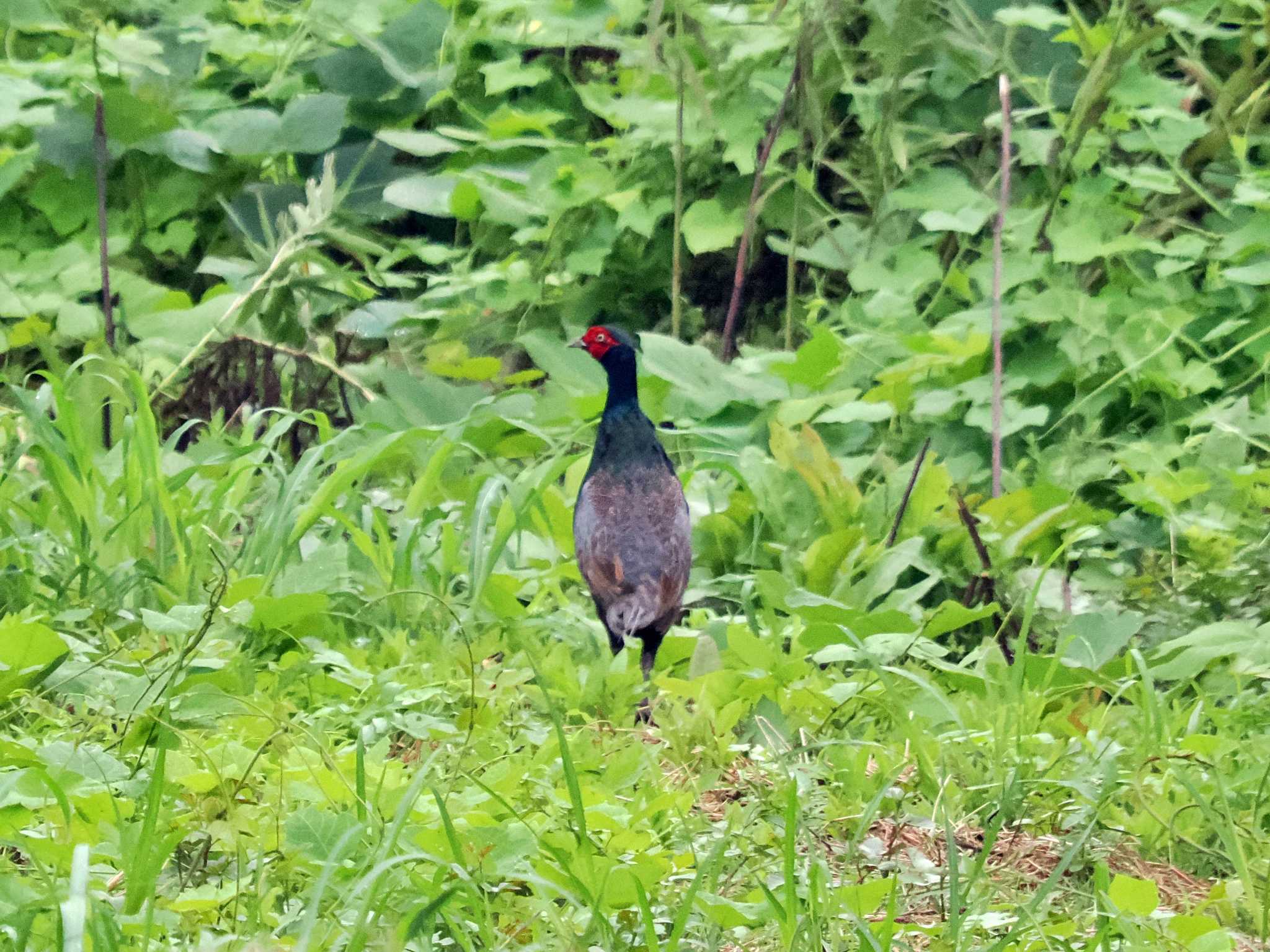 Photo of Green Pheasant at 菅生沼 by 藤原奏冥