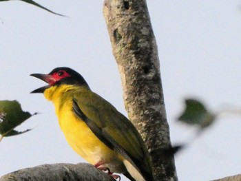 Australasian Figbird Esplanade(Cairns) Wed, 8/10/2022