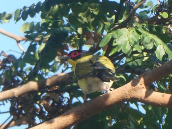 Australasian Figbird Esplanade(Cairns) Wed, 8/10/2022