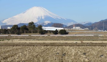 2018年1月27日(土) 神奈川県平塚市の野鳥観察記録