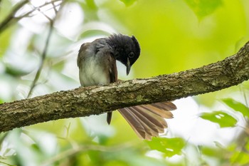 サンコウチョウ 海上の森 2022年8月20日(土)