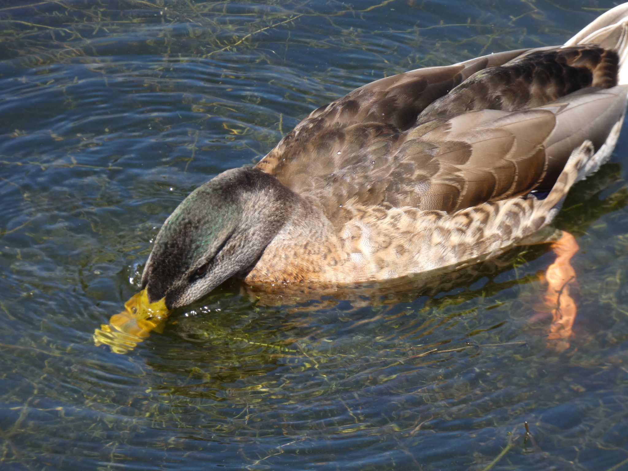 井の頭恩賜公園 カルガモの写真 by かせん