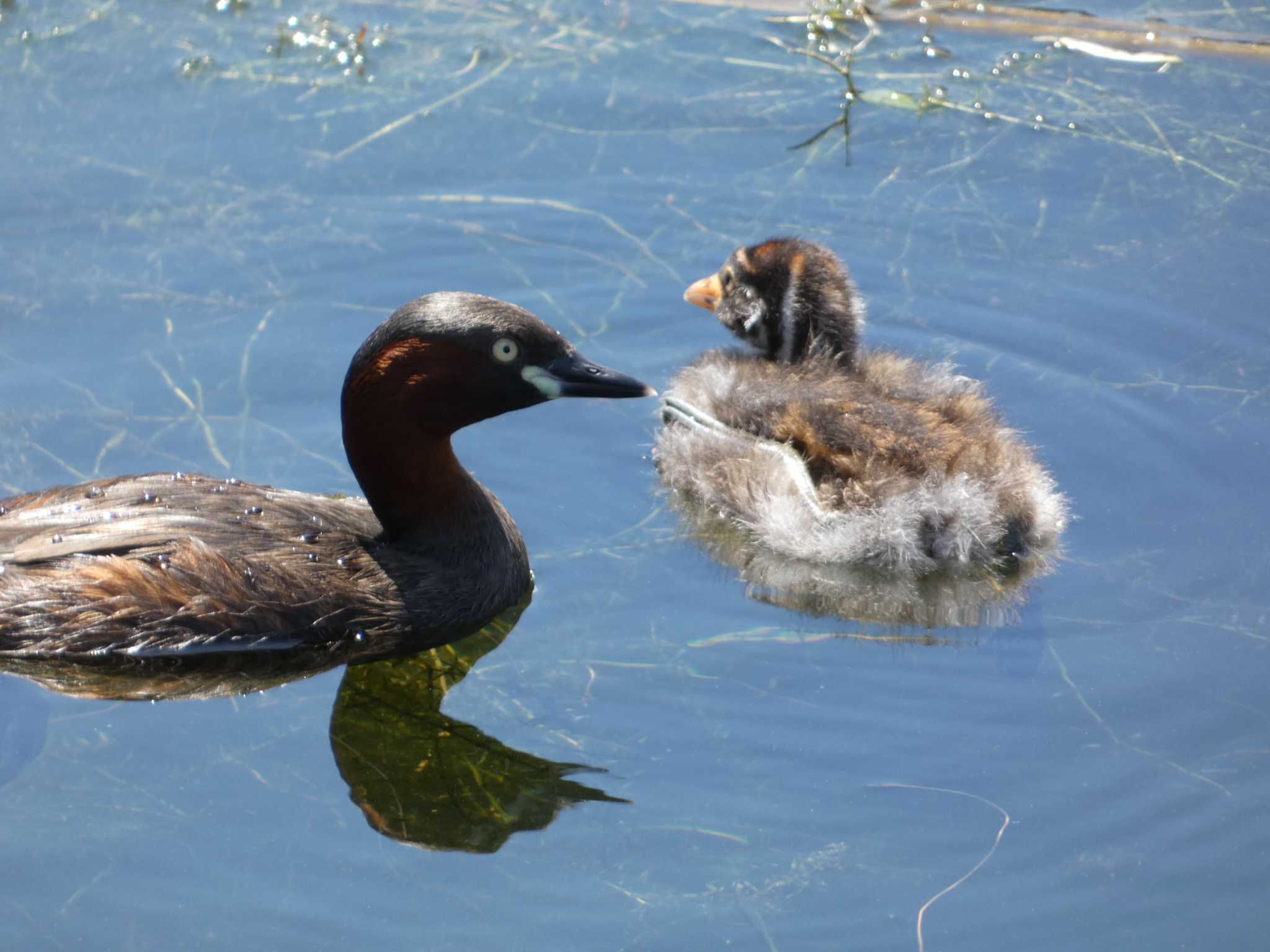 井の頭恩賜公園 カイツブリの写真 by かせん