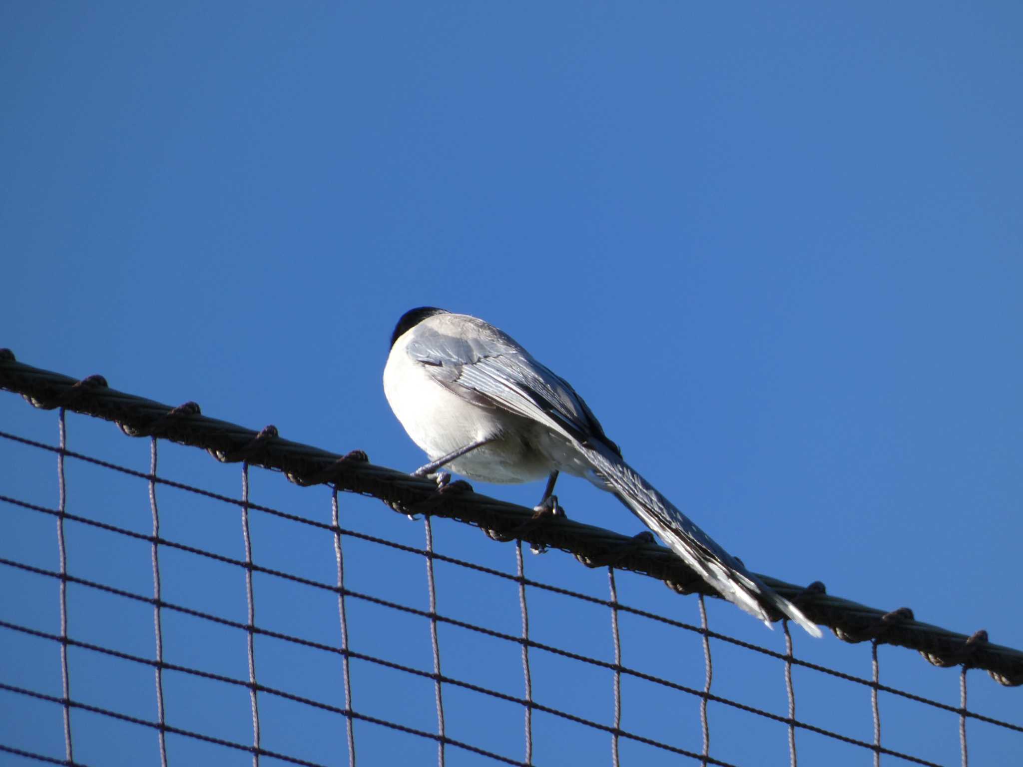 井の頭恩賜公園 オナガの写真 by かせん