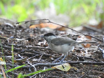 2022年8月14日(日) 札幌市 真駒内公園の野鳥観察記録