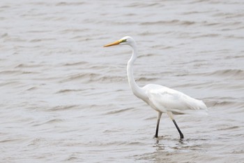 2022年8月22日(月) いしかり調整池(石狩調整池)の野鳥観察記録