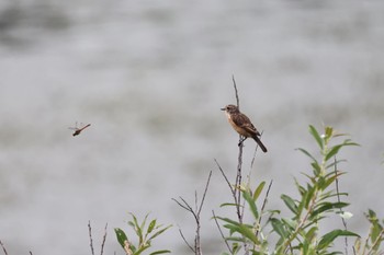 Mon, 8/22/2022 Birding report at 札幌モエレ沼公園