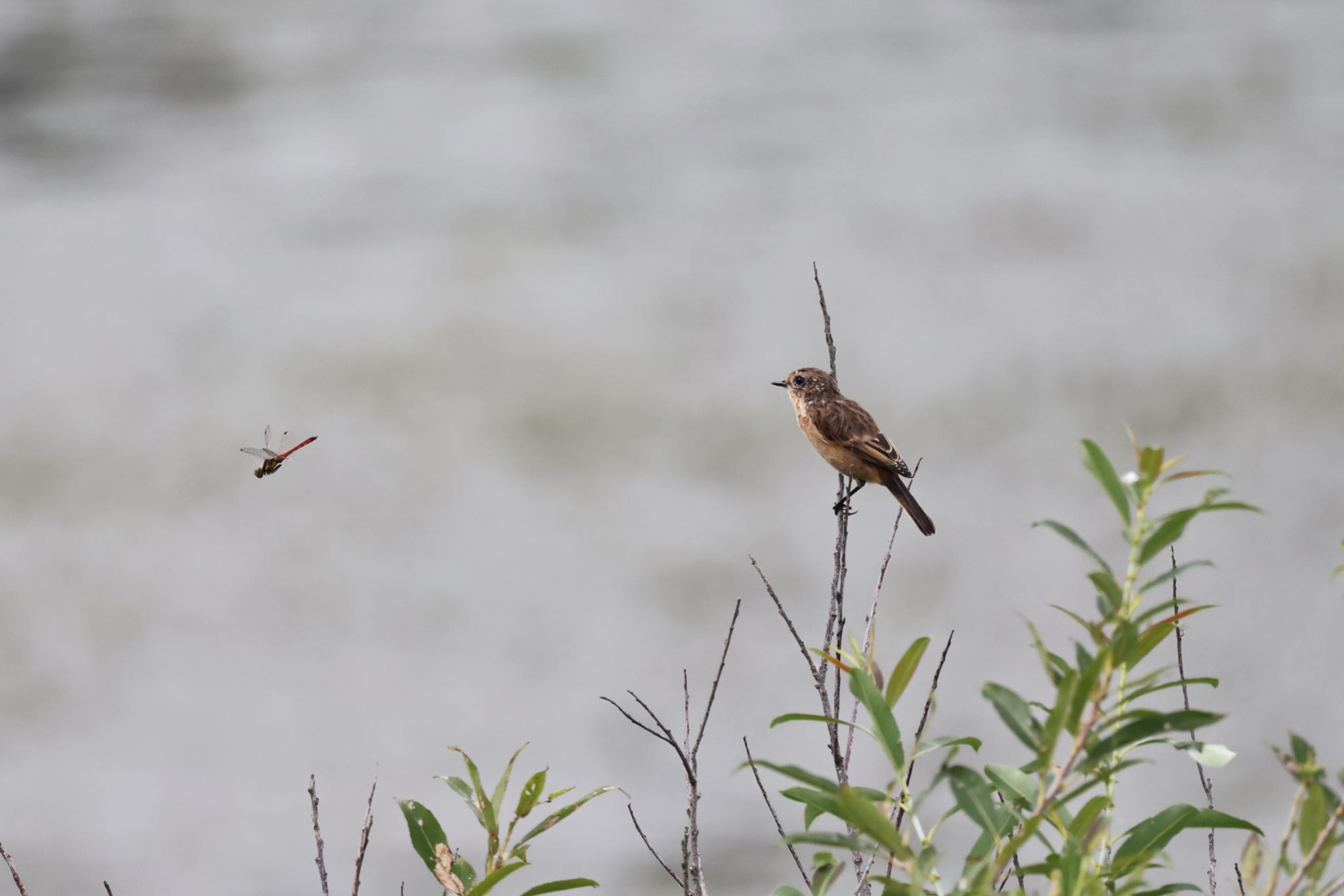 Amur Stonechat