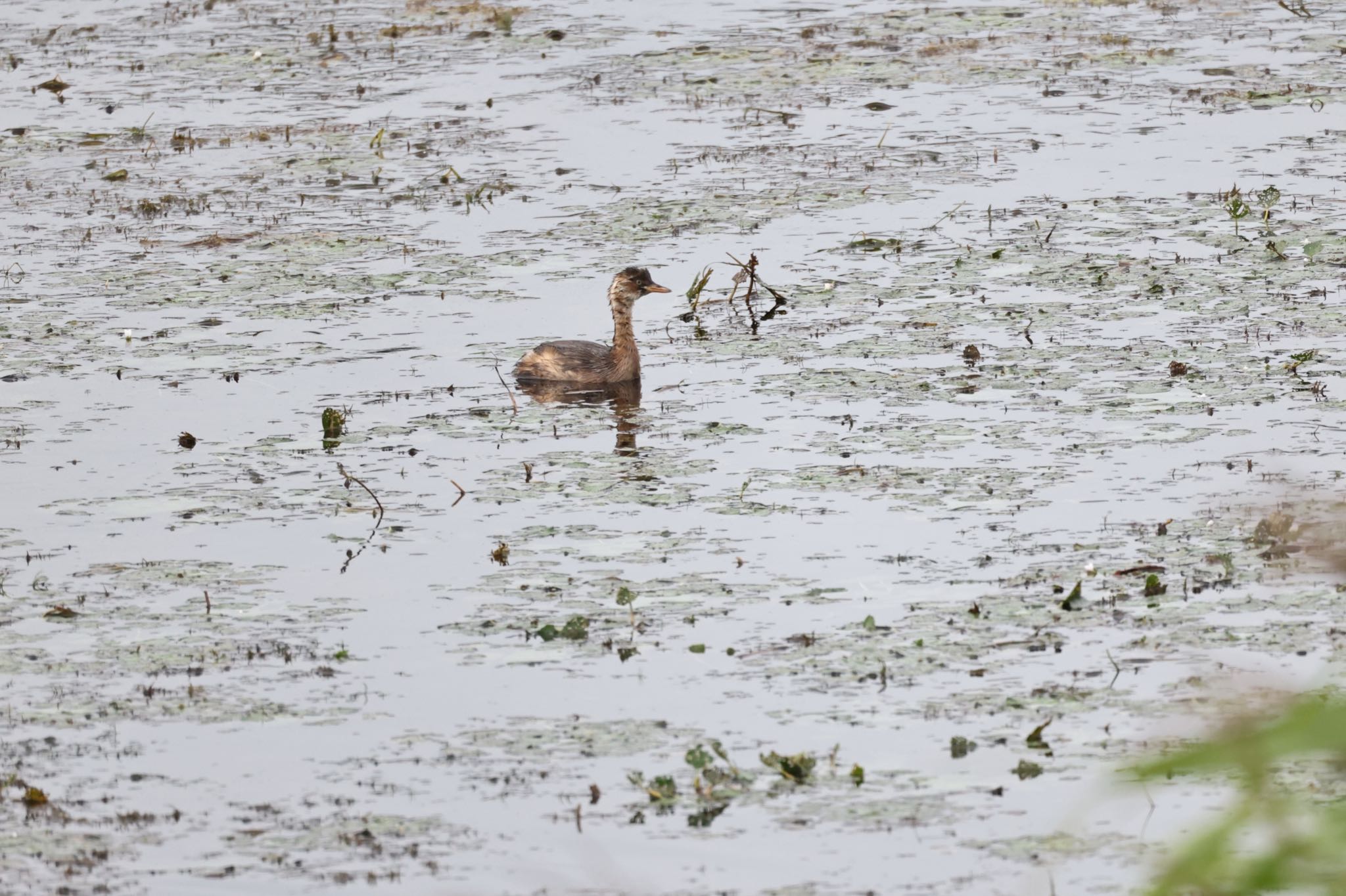 Little Grebe