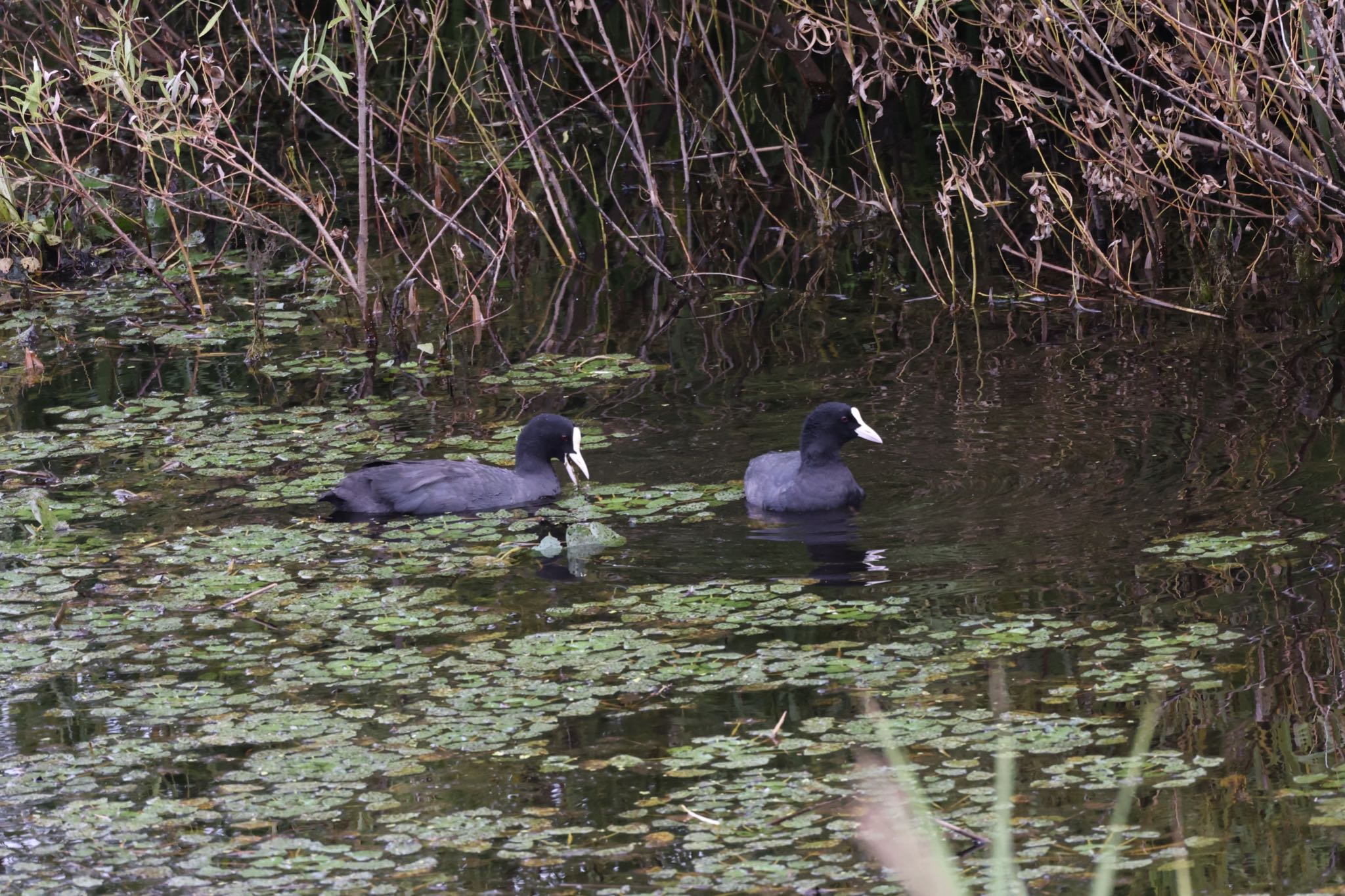 Eurasian Coot