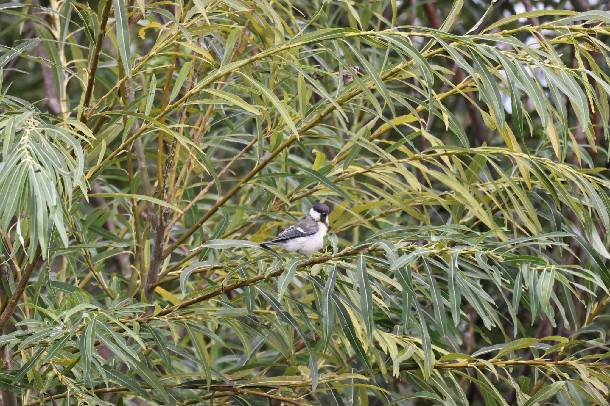 Japanese Tit