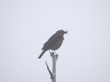 2022年8月22日(月) 富士山五合目の野鳥観察記録