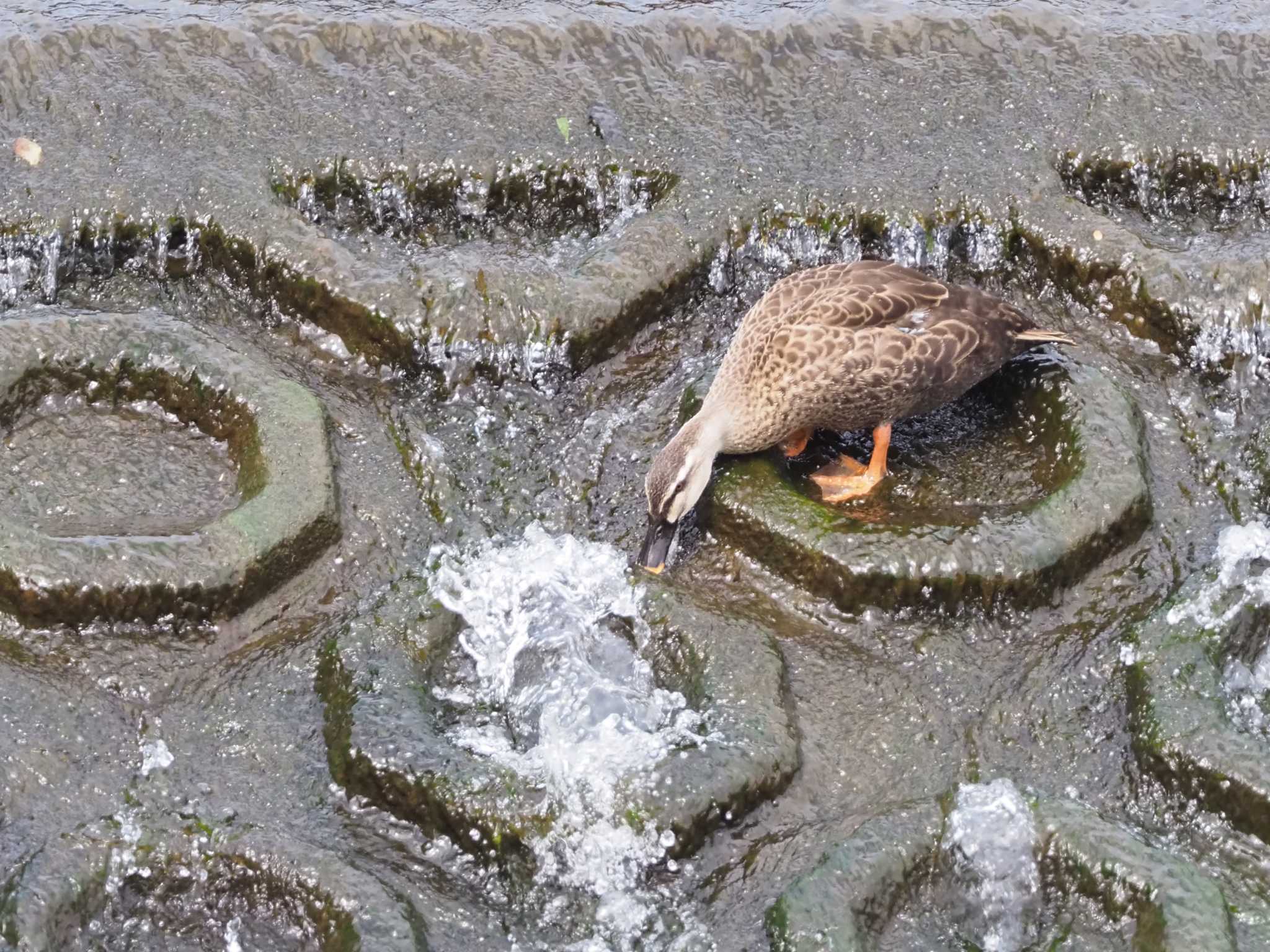 Eastern Spot-billed Duck