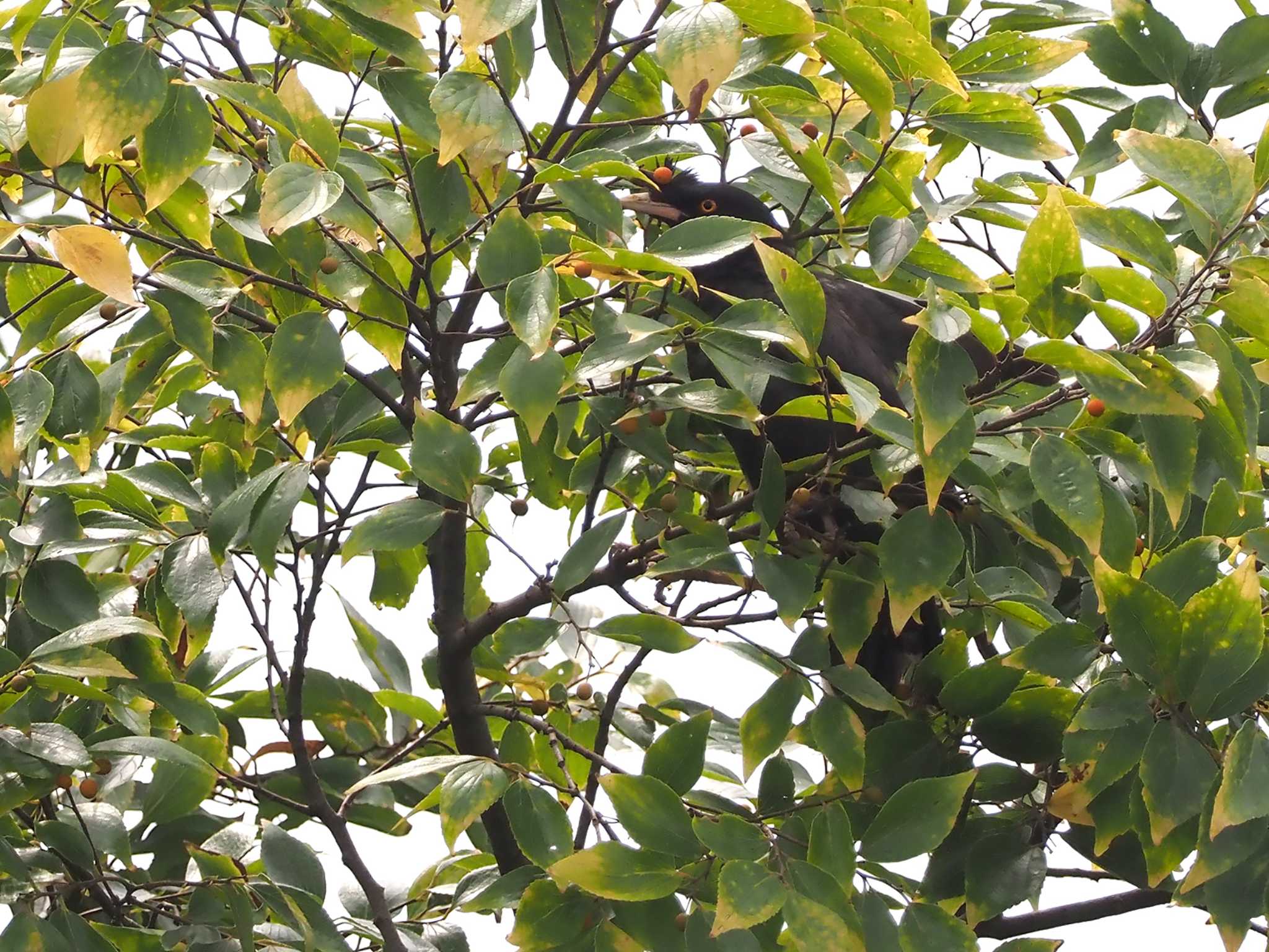 Crested Myna