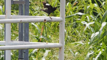 ハッカチョウ 金井遊水地(金井遊水池) 2022年8月20日(土)