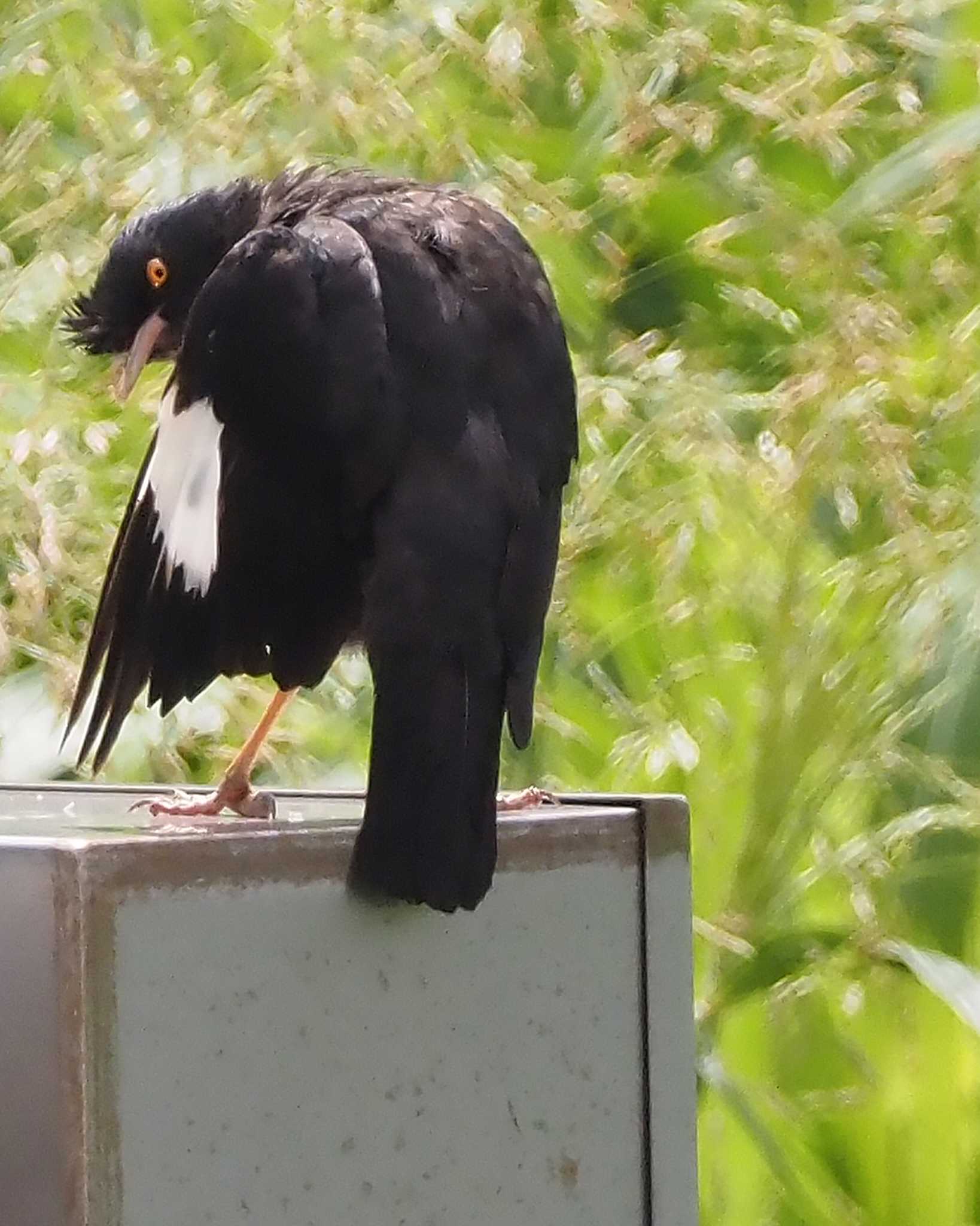 Crested Myna