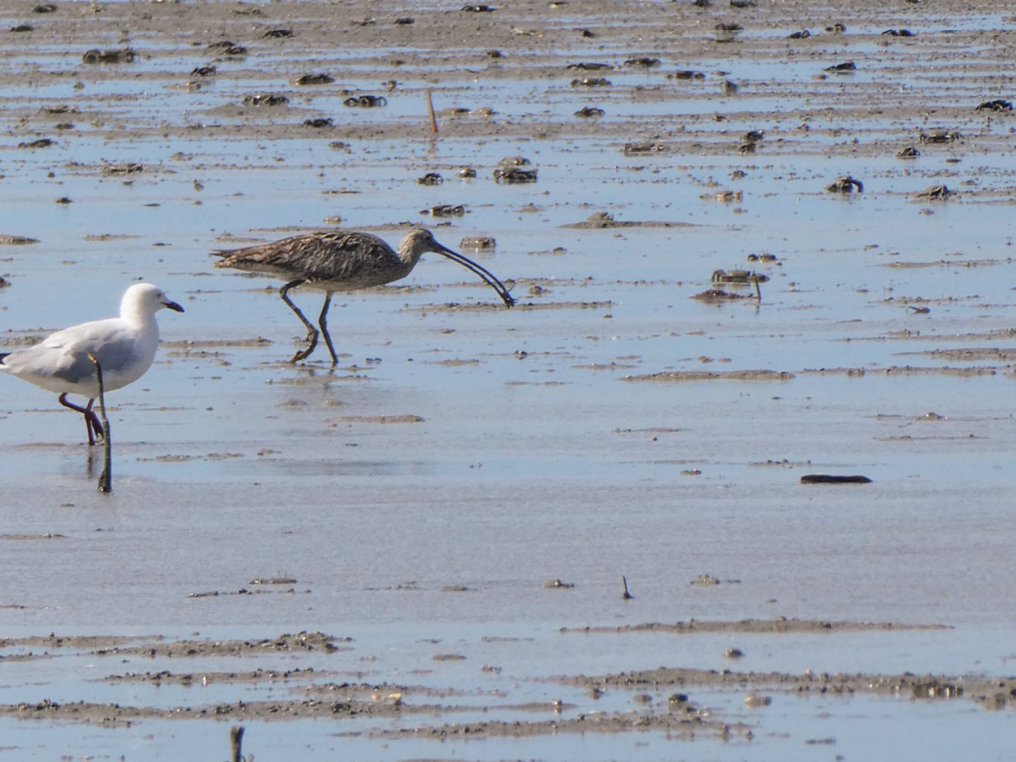 Esplanade(Cairns) ホウロクシギの写真 by Maki