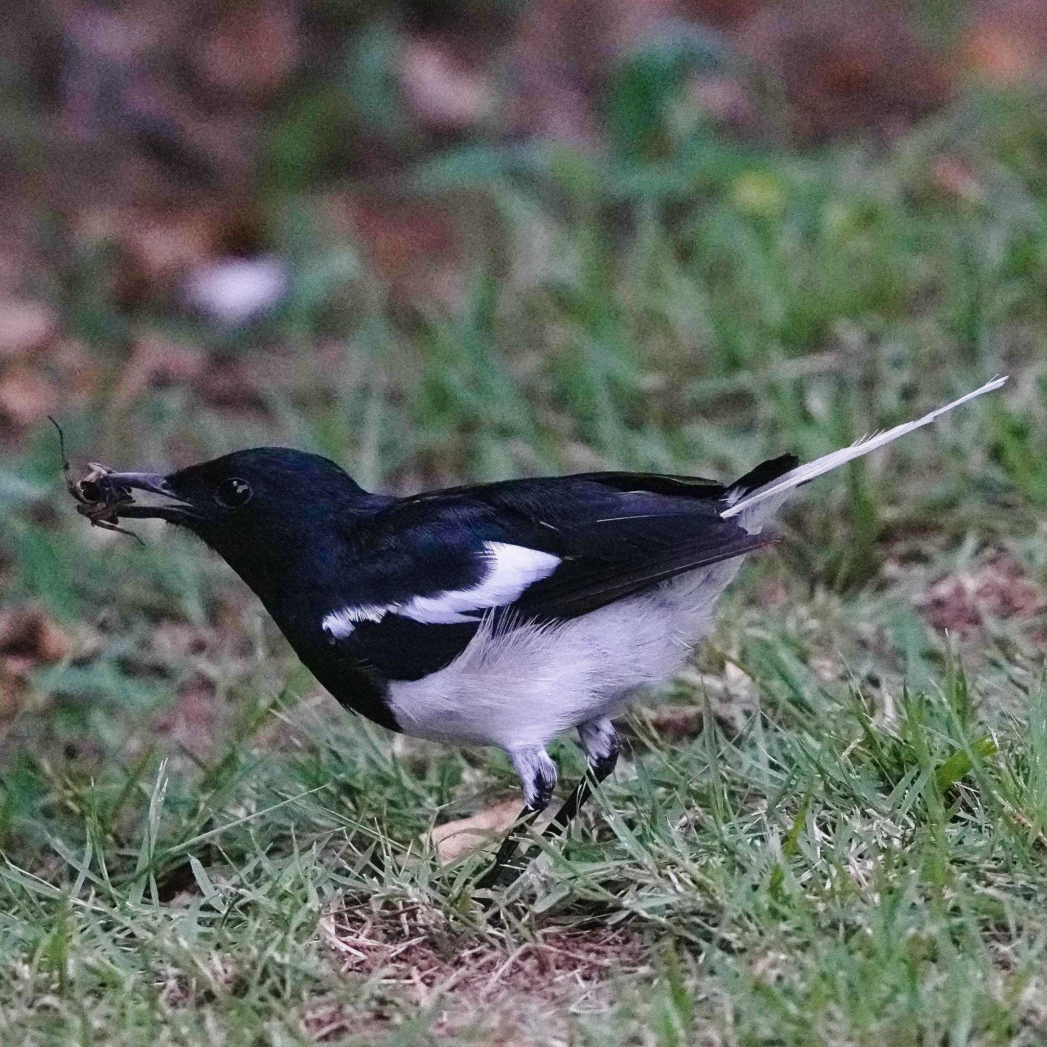 シキチョウ