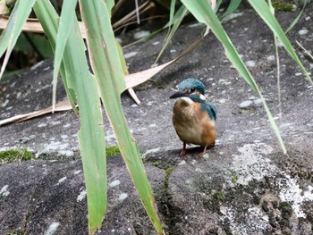 2022年8月23日(火) 座間谷戸山公園の野鳥観察記録