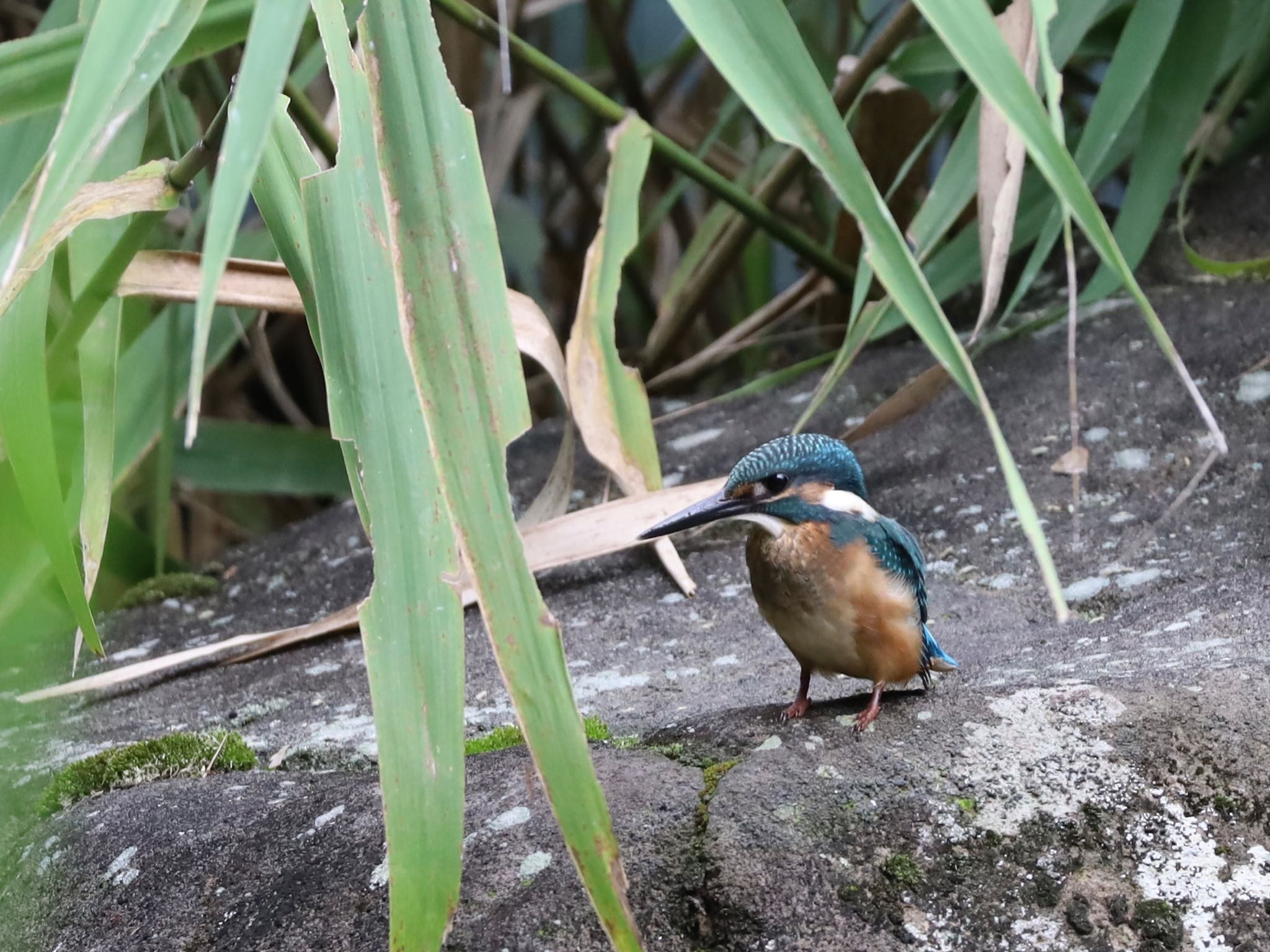 カワセミ