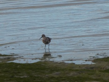 Curlew Sandpiper Esplanade(Cairns) Tue, 8/9/2022