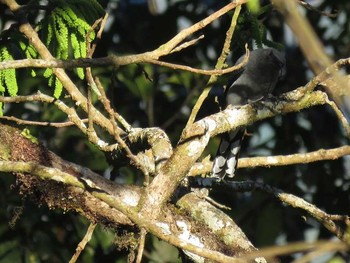 Indochinese Cuckooshrike