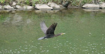 Great Cormorant 静岡市 Tue, 8/23/2022