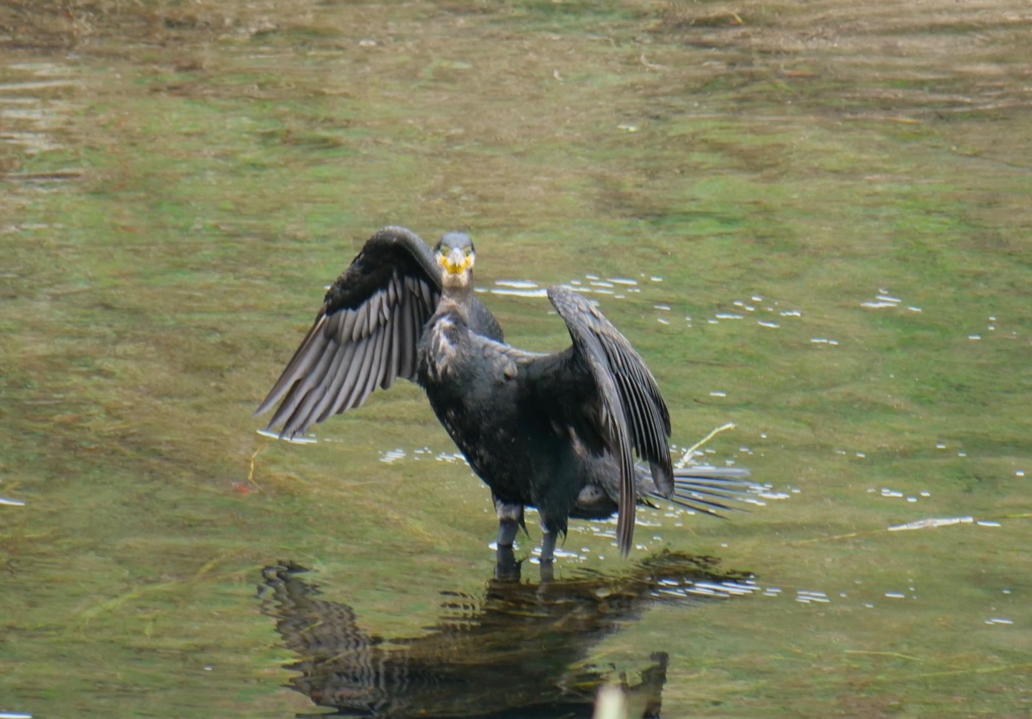 静岡市 カワウの写真 by Toshi